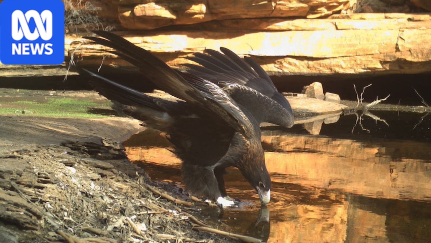 An eagle drinks from an outback waterhole.