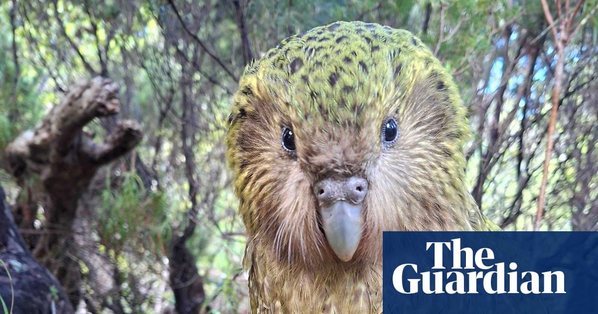 Ninety chicks lift New Zealand kākāpō population to 325