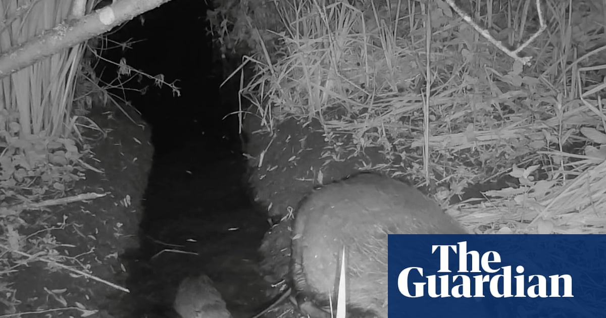 Black and white night film screengrab of a beaver in a channel of water and another on the bank.