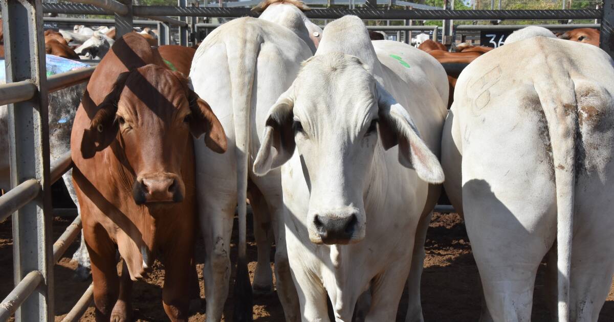 Frank Blacklock donated four bullocks to RFDS at the October 14 Charters Towers sale. Picture by Celia Freeman