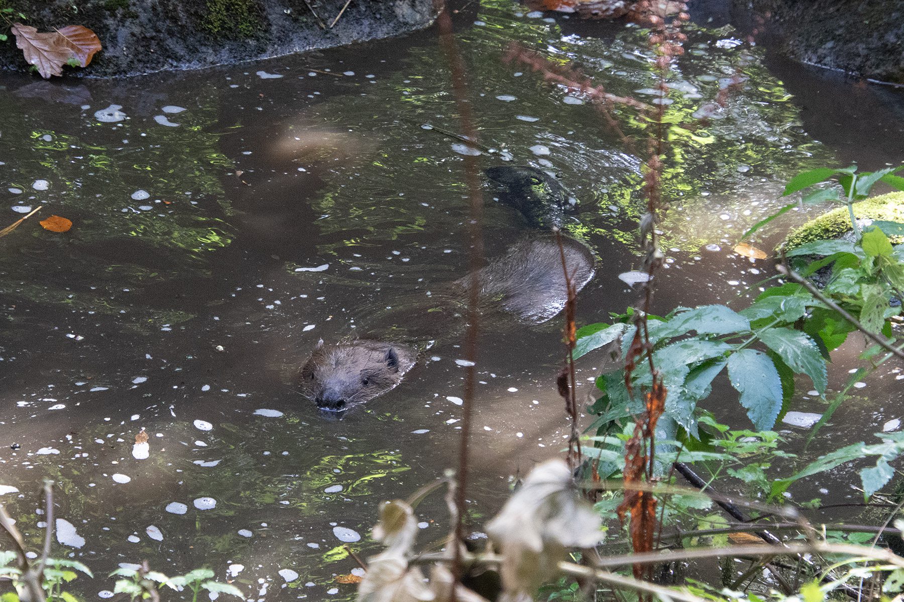 Young beaver swimming in pool towards camera with tail and back visible