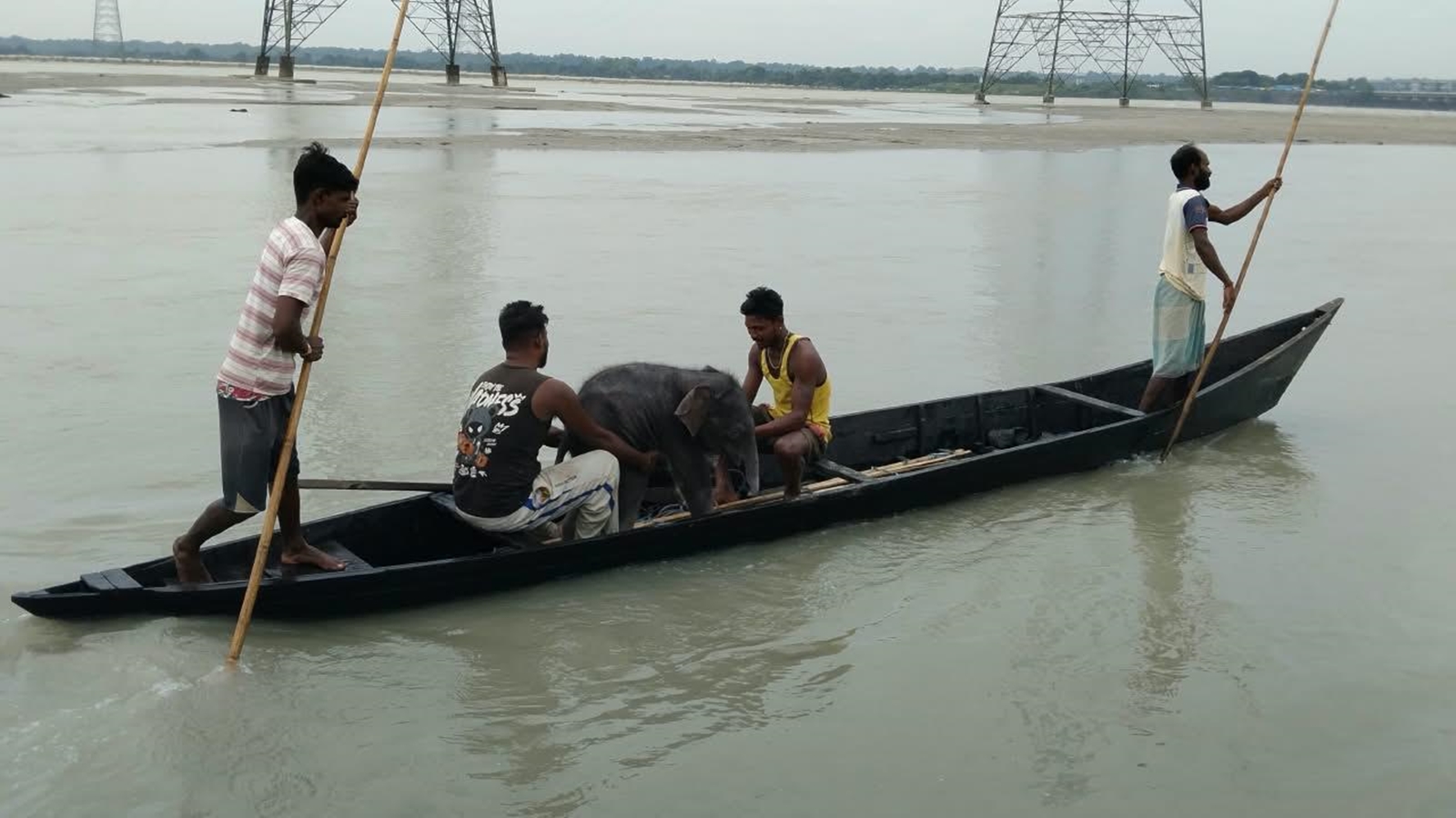 4-day-old elephant calf swept away in Bengal’s Teesta rescued