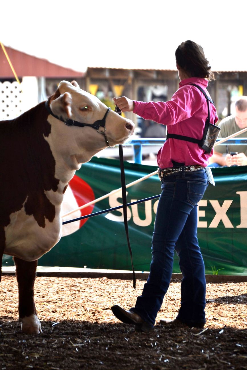 A prize steer at a rural agricultural county fair show