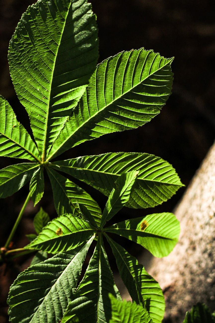 Blight-resistant American chestnut trees sprout across Appalachian experimental forests