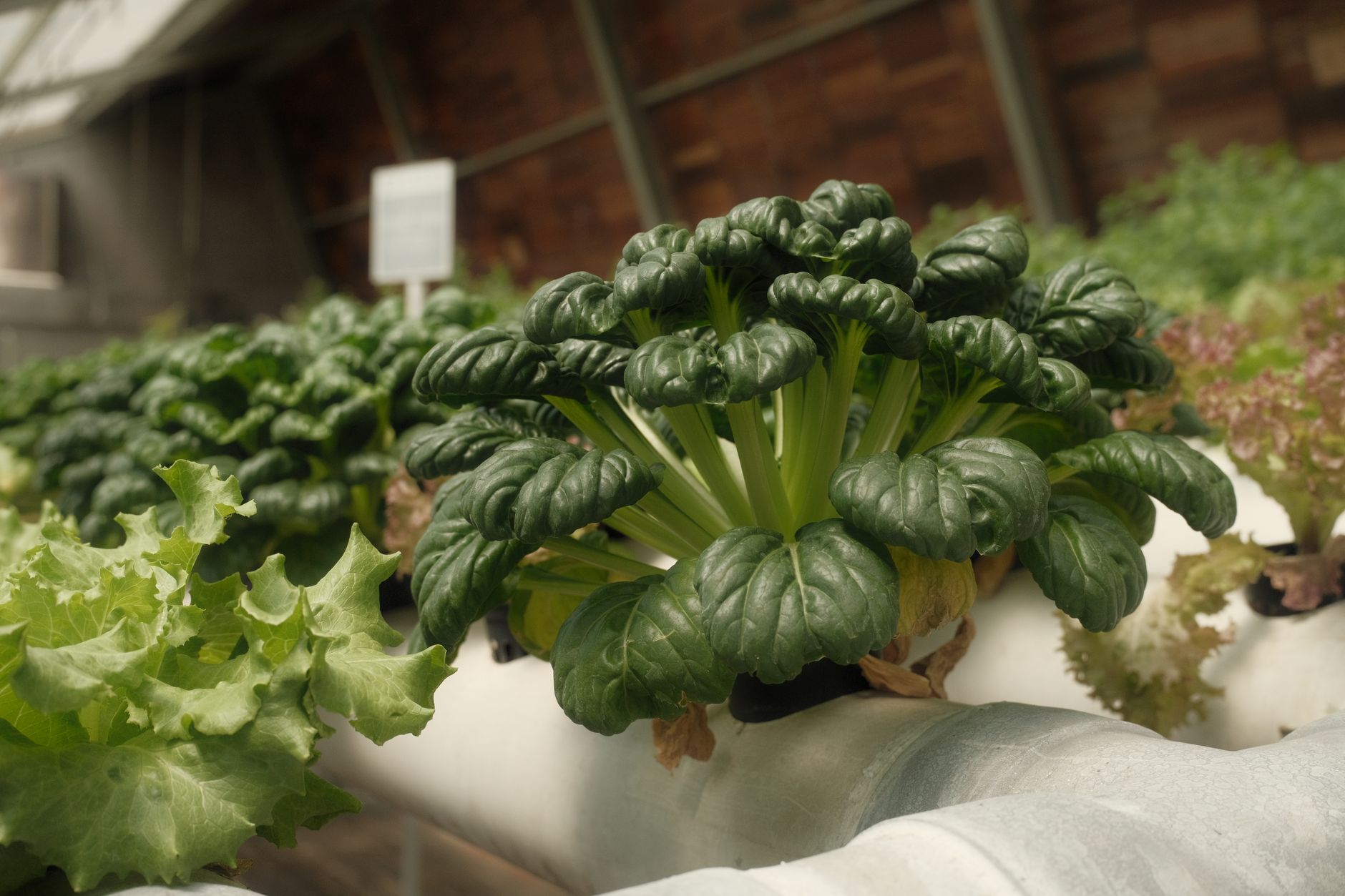 Rows of lush green leafy vegetables and raised garden beds on an urban city farm
