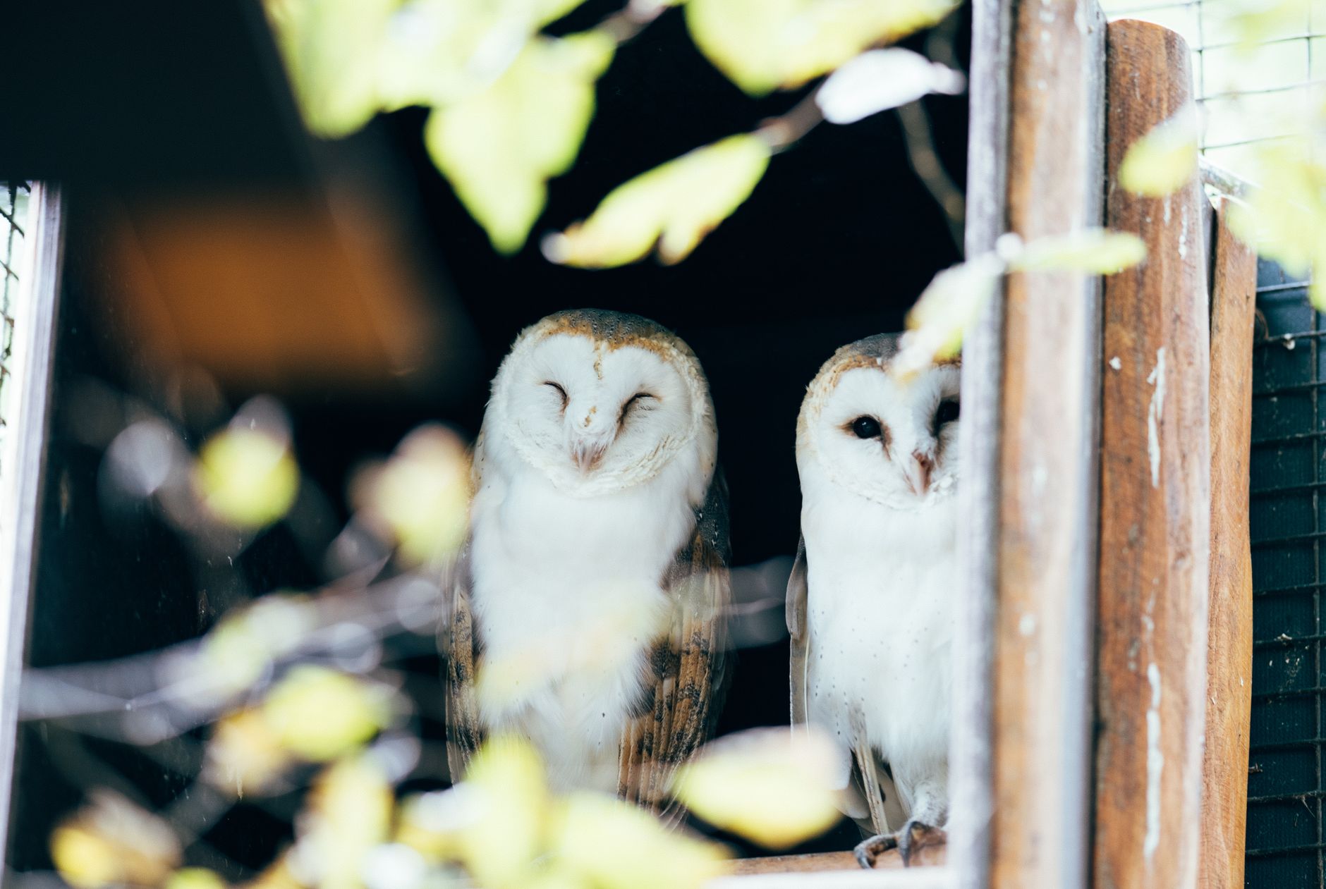A wild barn owl with white heart-shaped face peering out of a wooden nesting box