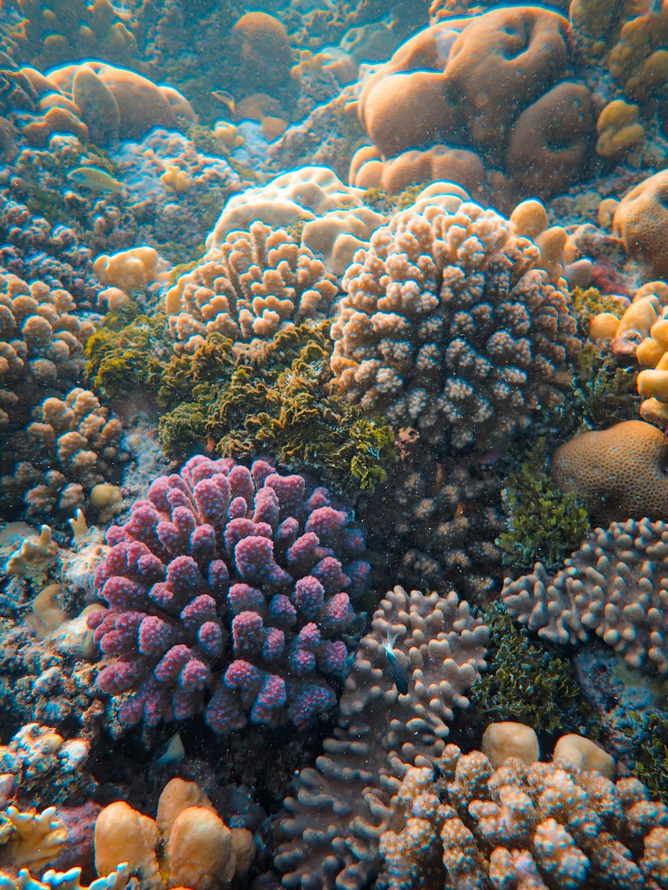 Community divers restore thirty miles of resilient coral reefs off Belize coast