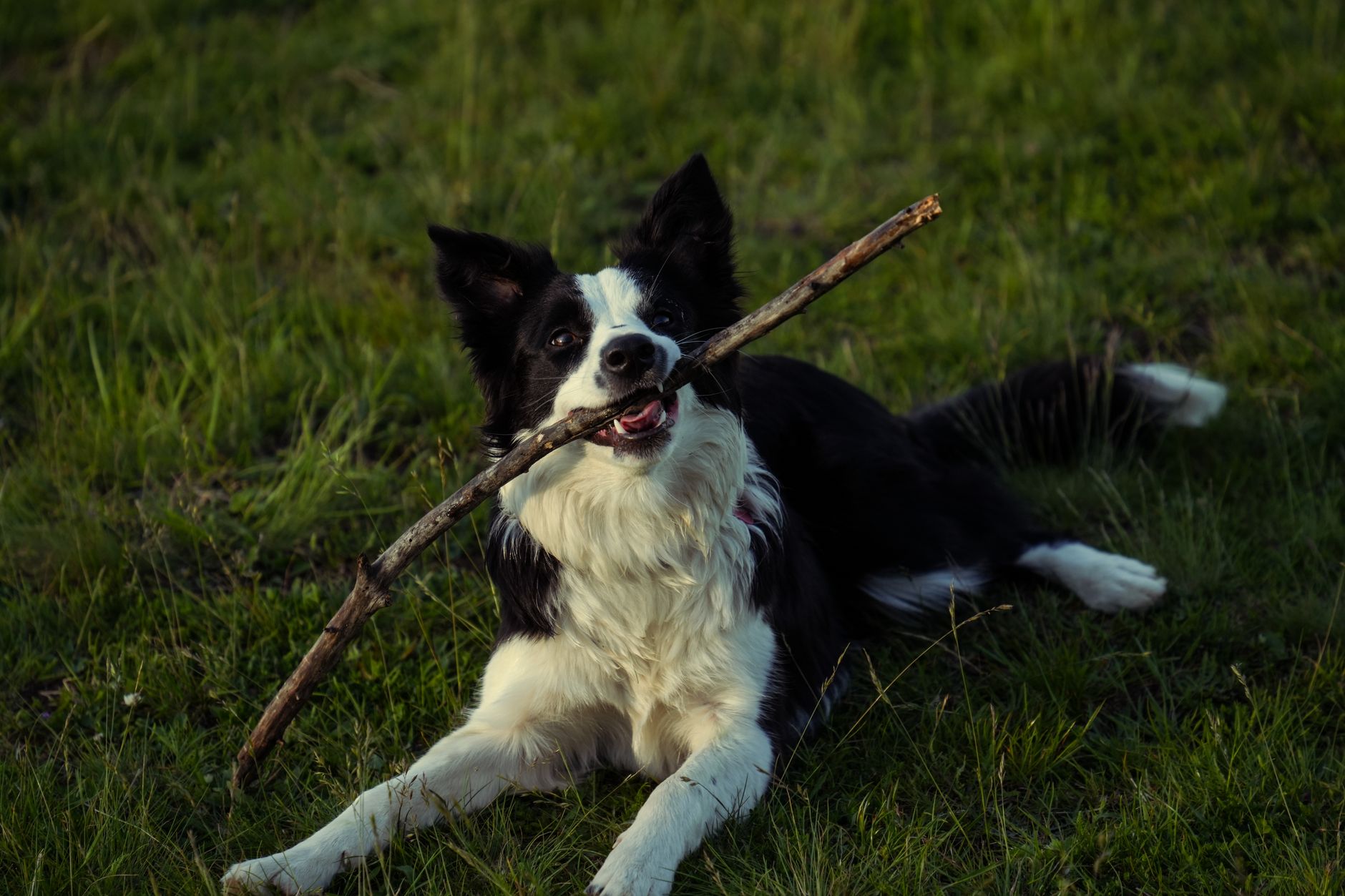 A working border collie in a green rural meadow