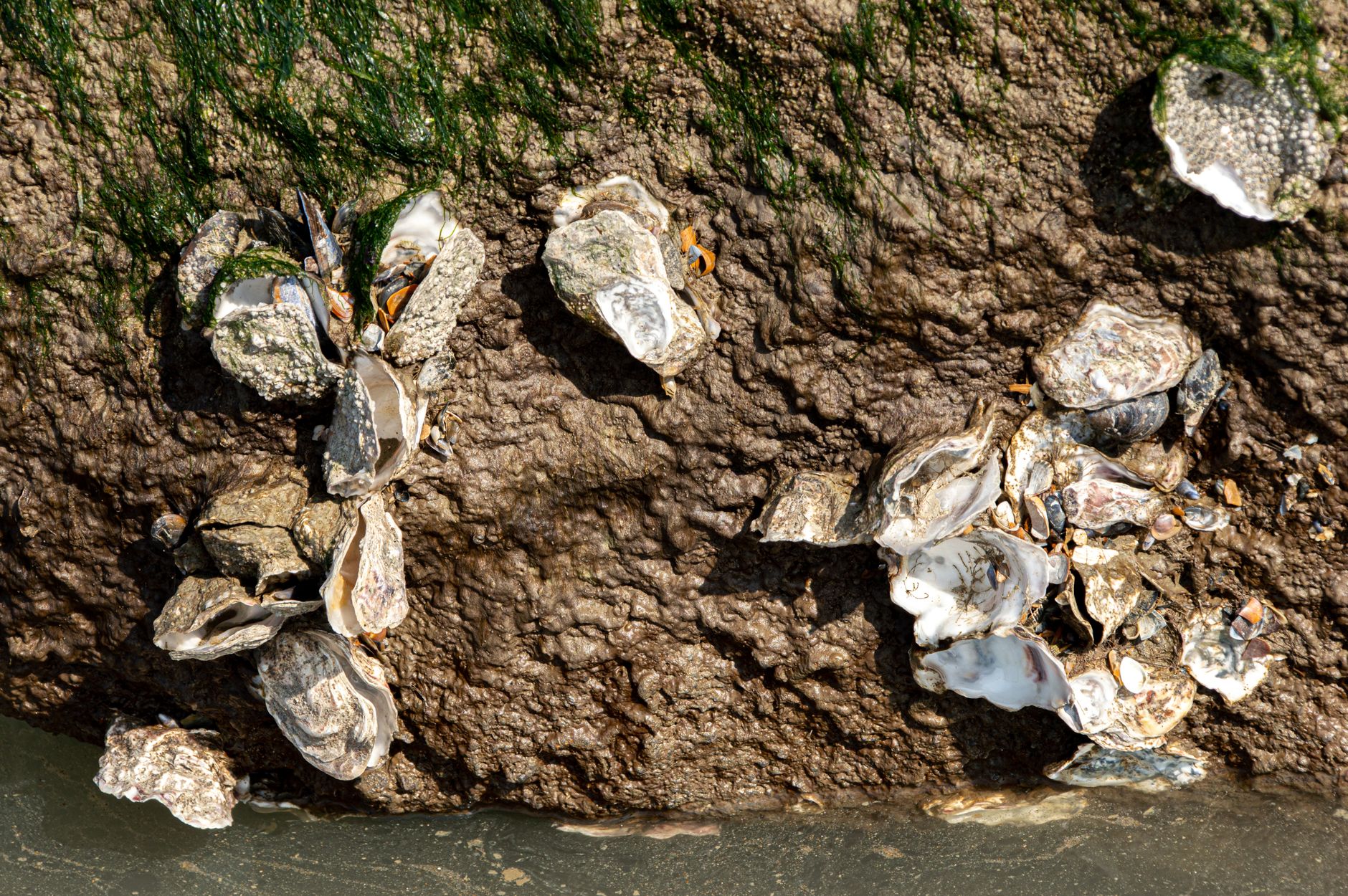 Recycled restaurant oyster shells build thriving natural water filtration reefs