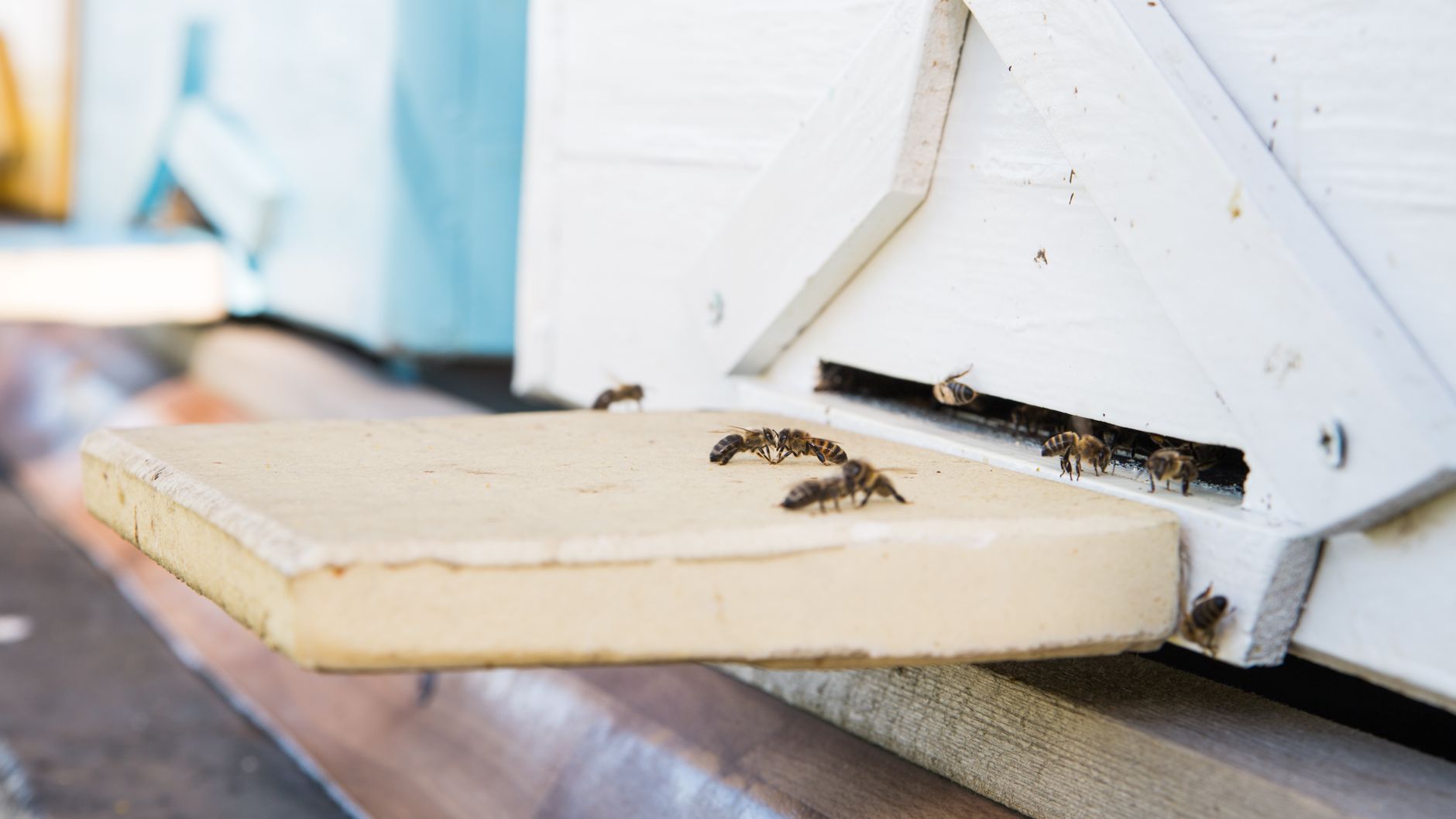 Copenhagen rooftop apiaries produce wildflower honey while training youth beekeepers