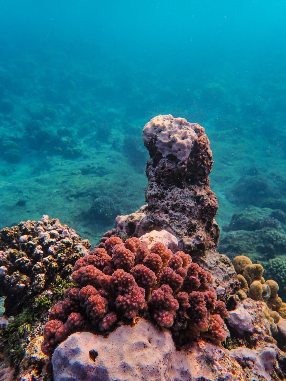 Vibrant healthy coral polyps glowing with golden-brown symbiotic algae underwater