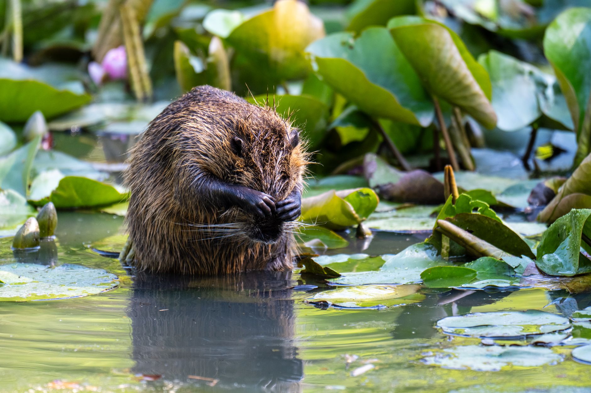 Devon beaver families transform English waterways into drought-resilient wetlands