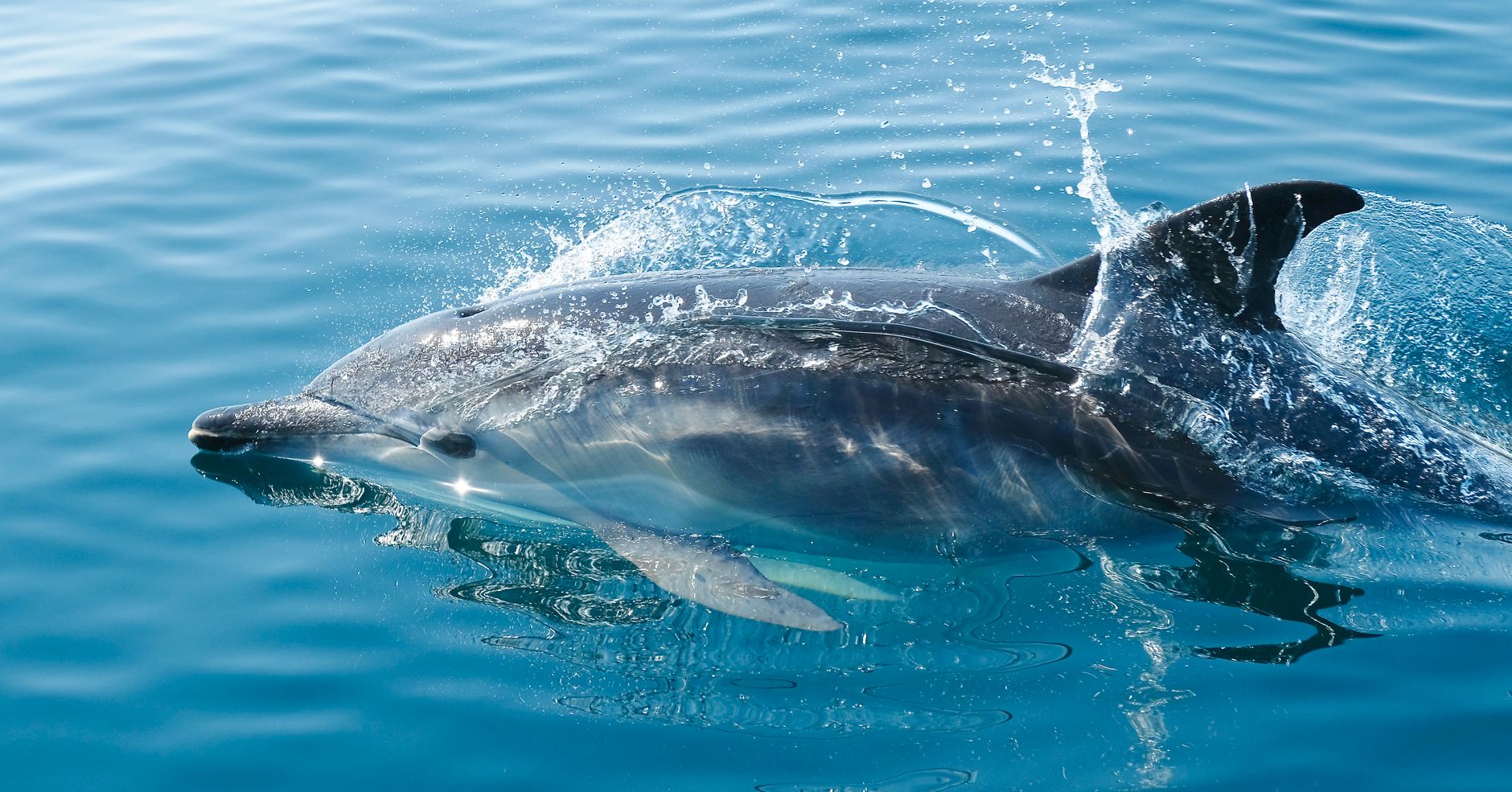 Volunteers in wetsuits carefully guiding a dolphin through shallow coastal water
