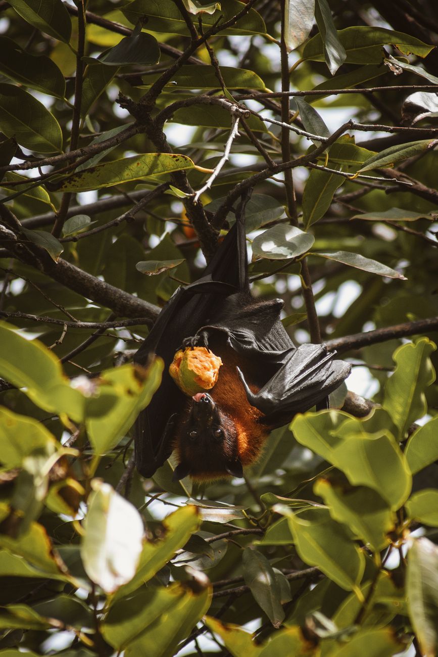 A tiny rescued flying fox pup wrapped snugly in a soft blue flannel blanket