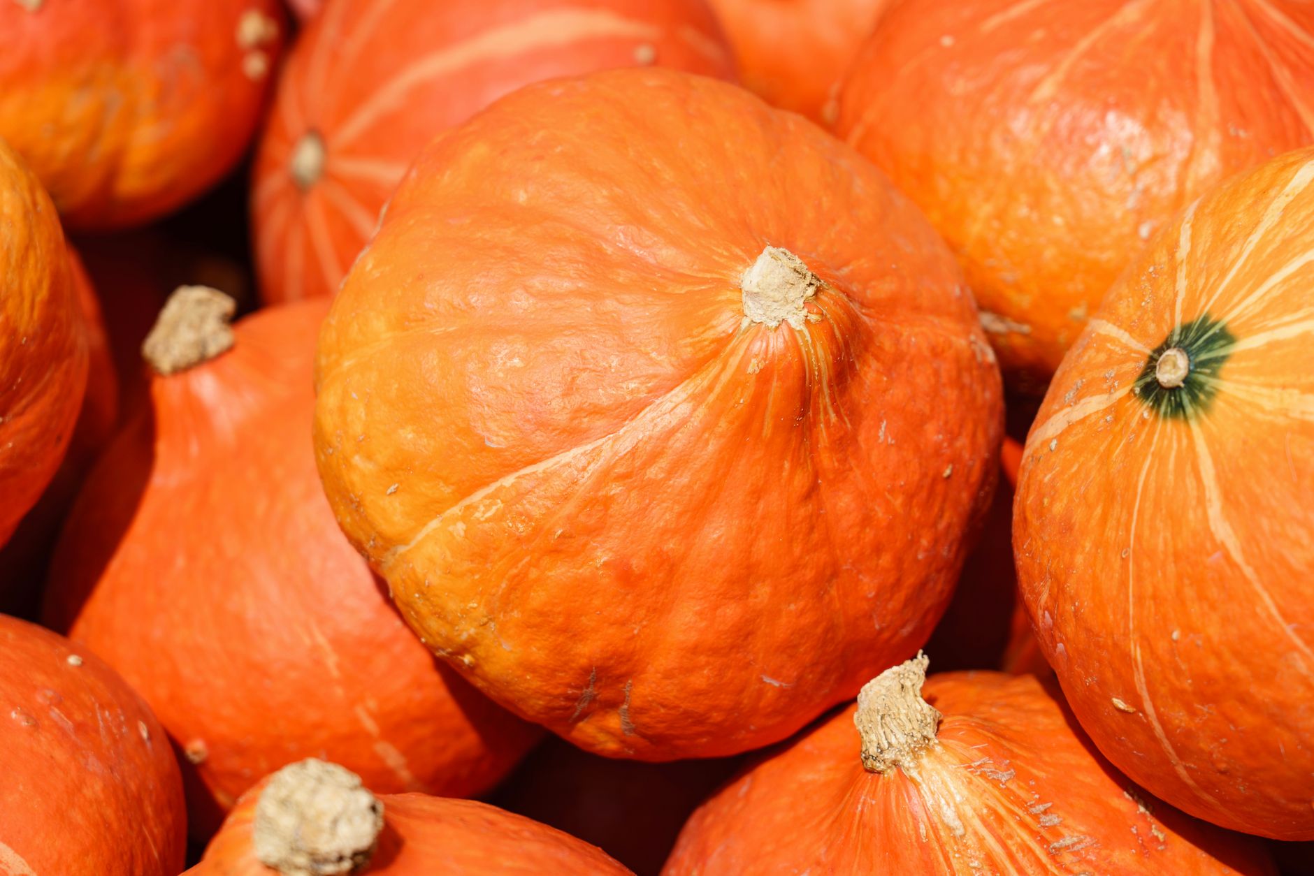 A large prize orange pumpkin grown for harvest competition