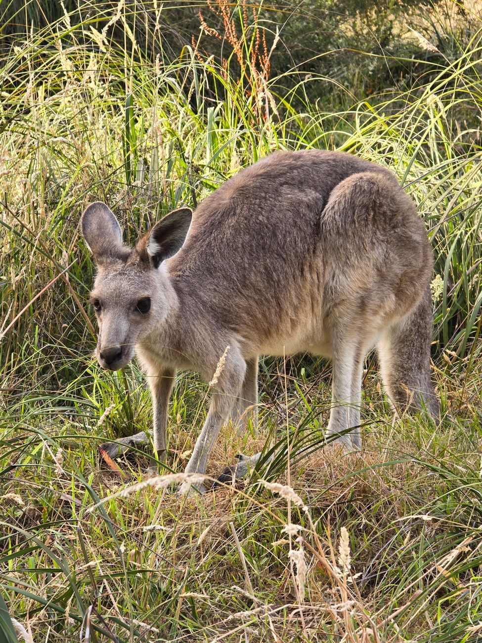 A greater bilby with long silky ears foraging on red Australian desert sand