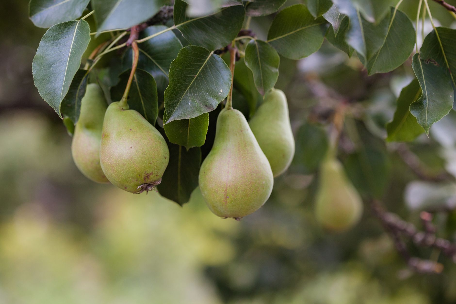 Heirloom pears ripening on an orchard branch