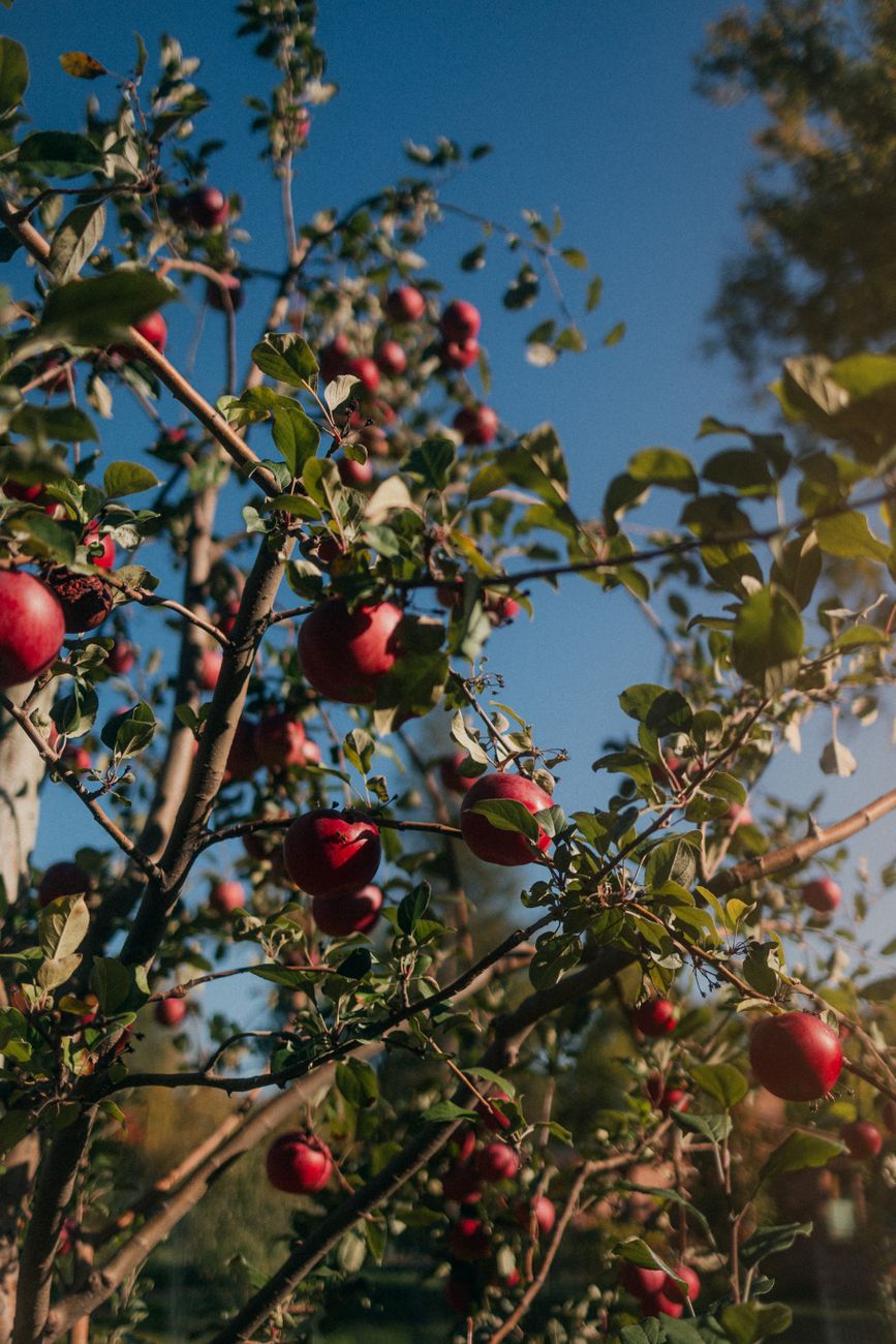 Row of mature apple trees heavy with red fruit against a blue sky