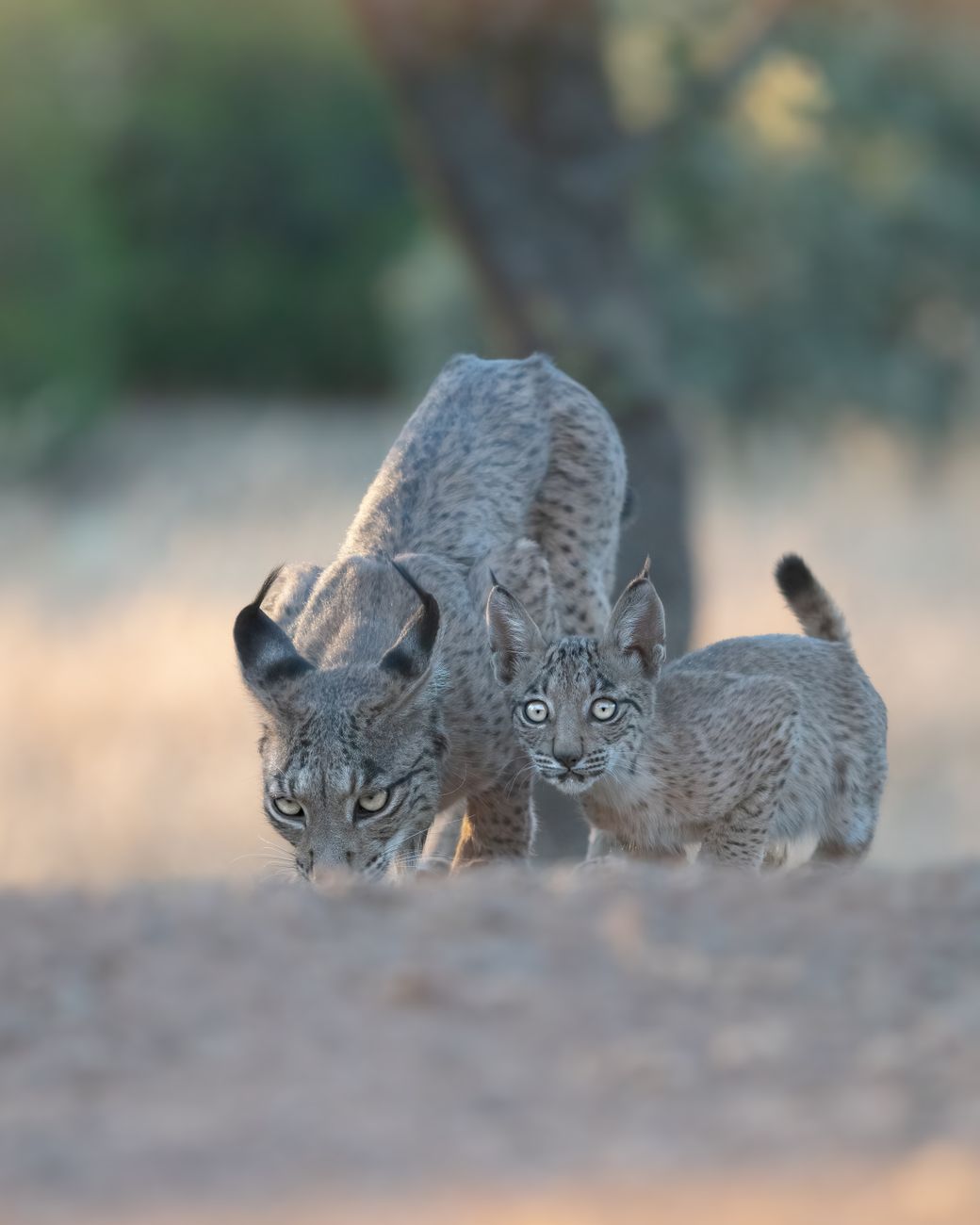 An Iberian lynx with characteristic ear tufts and spotted fur resting on rock