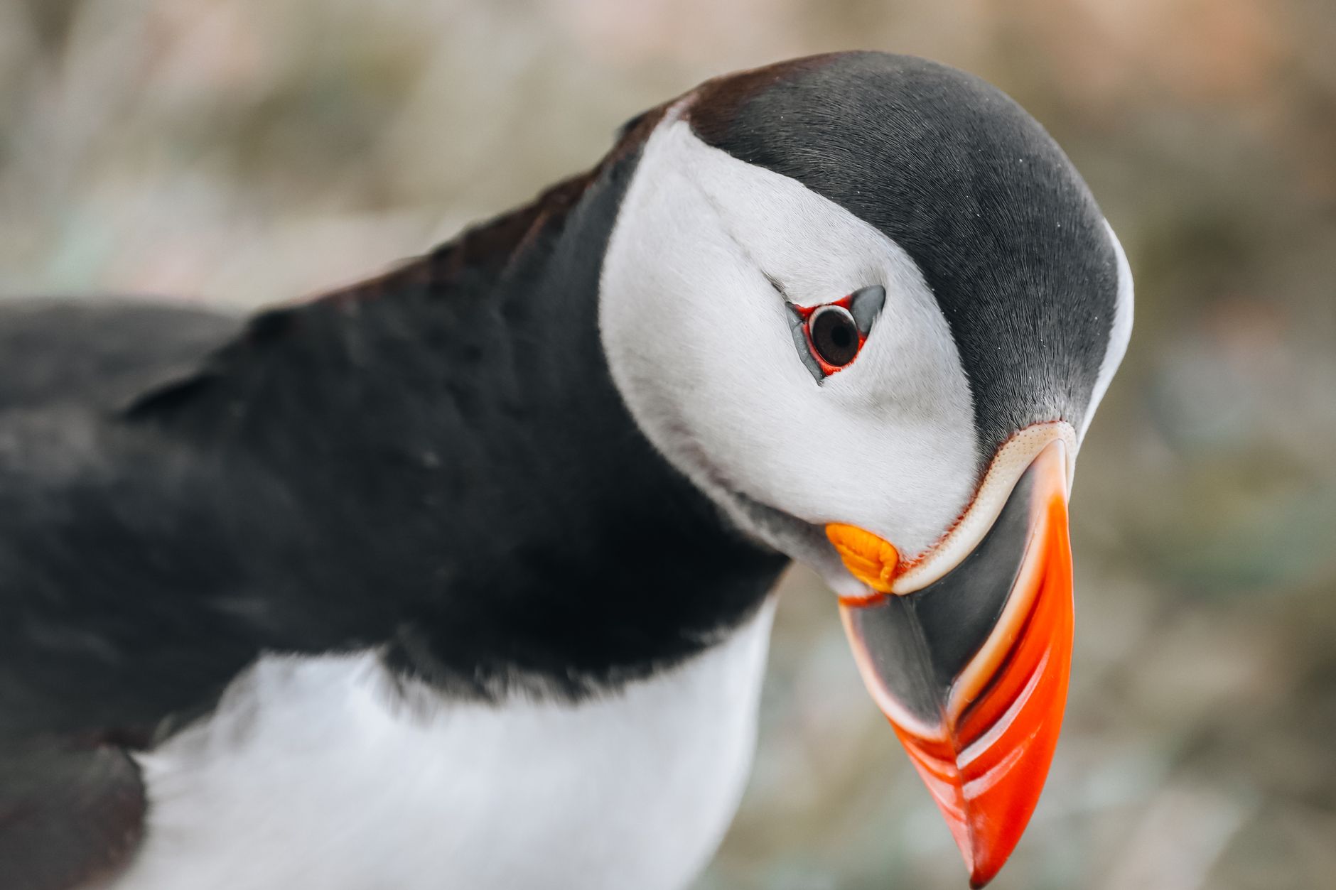 Westman Islands youth rescue lost pufflings and return young birds safely to sea