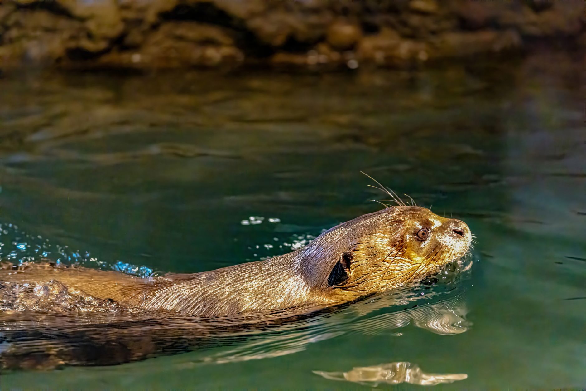 Restored prairie river corridors welcome back thriving native North American river otters