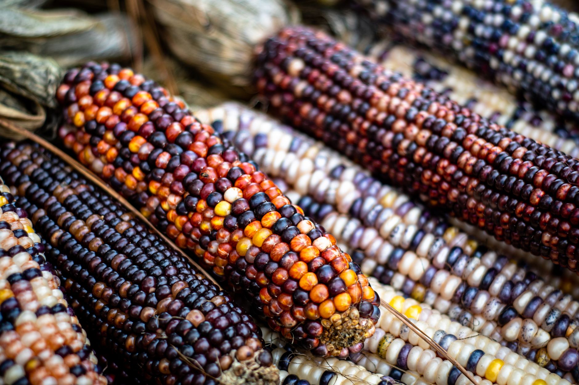 Ears of multi-colored heirloom heritage corn displaying jewel-toned kernels