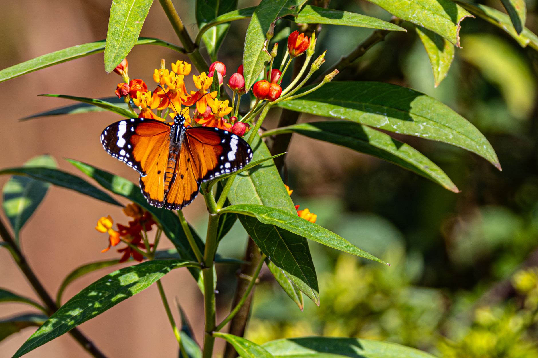 Midwestern farmers dedicate field borders to flowering milkweed for monarch butterflies