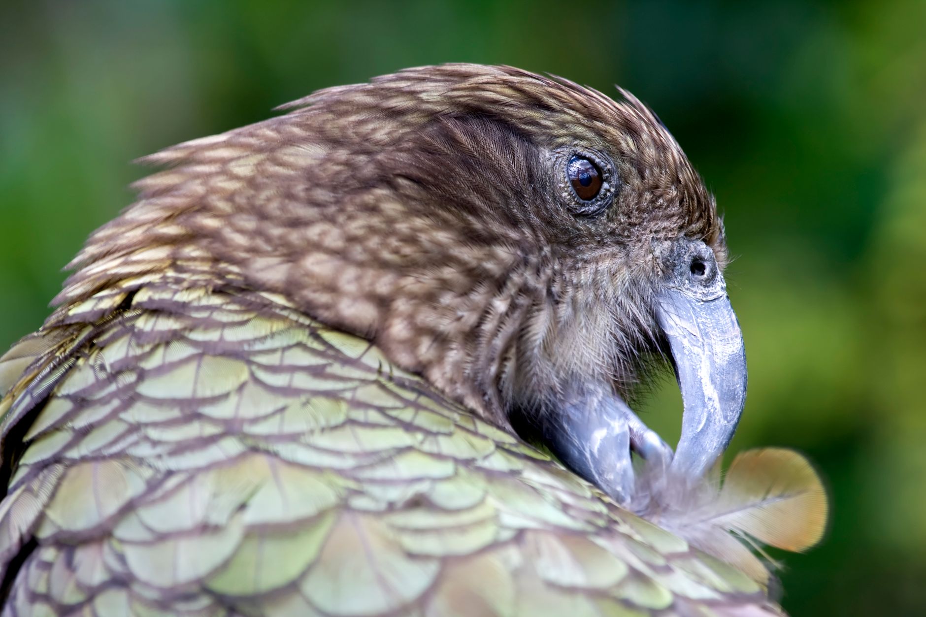 A large moss-green kakapo parrot with whiskered face resting on a mossy branch