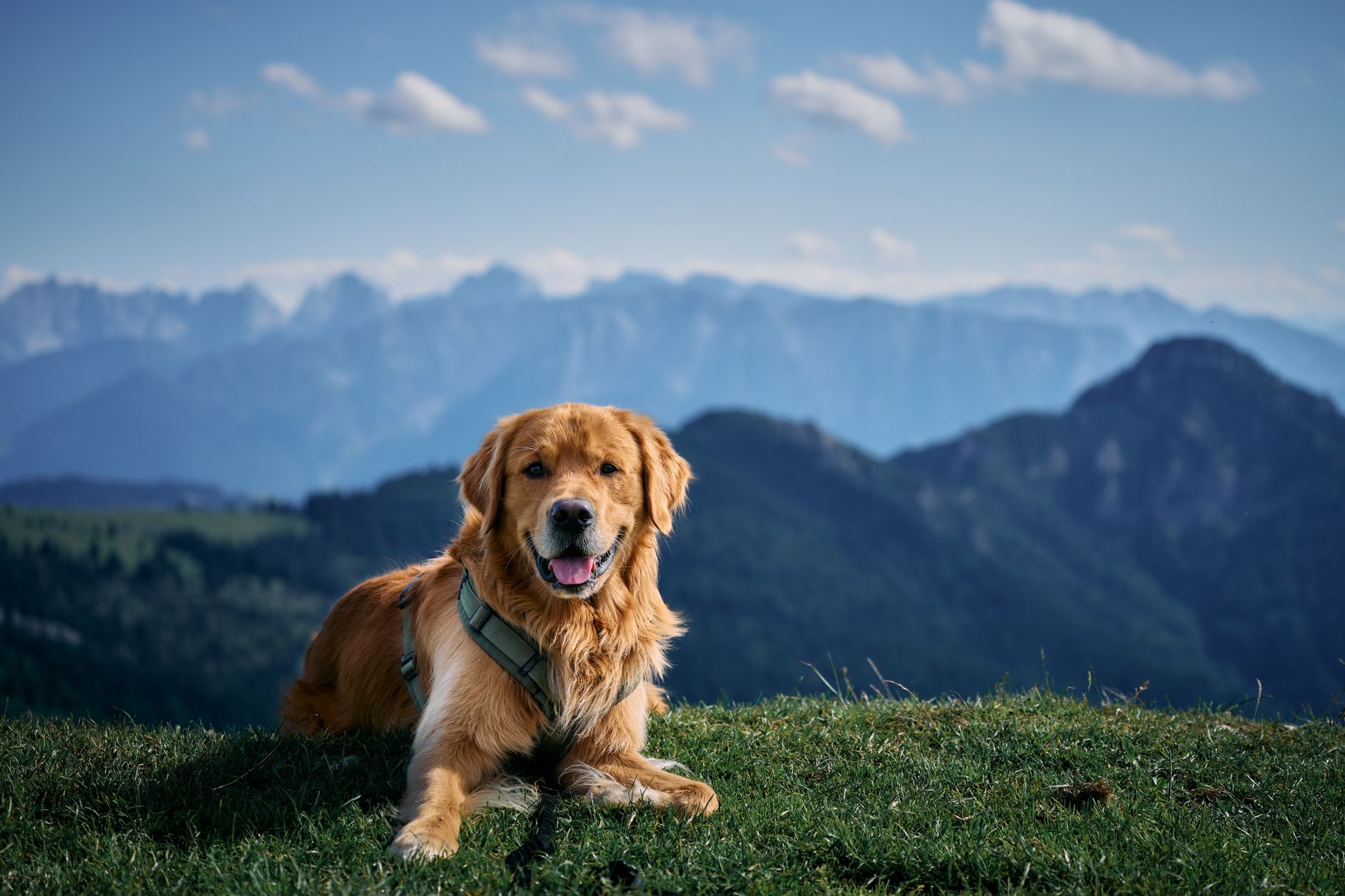 A golden retriever joyfully wagging its tail outdoors in sunny woods