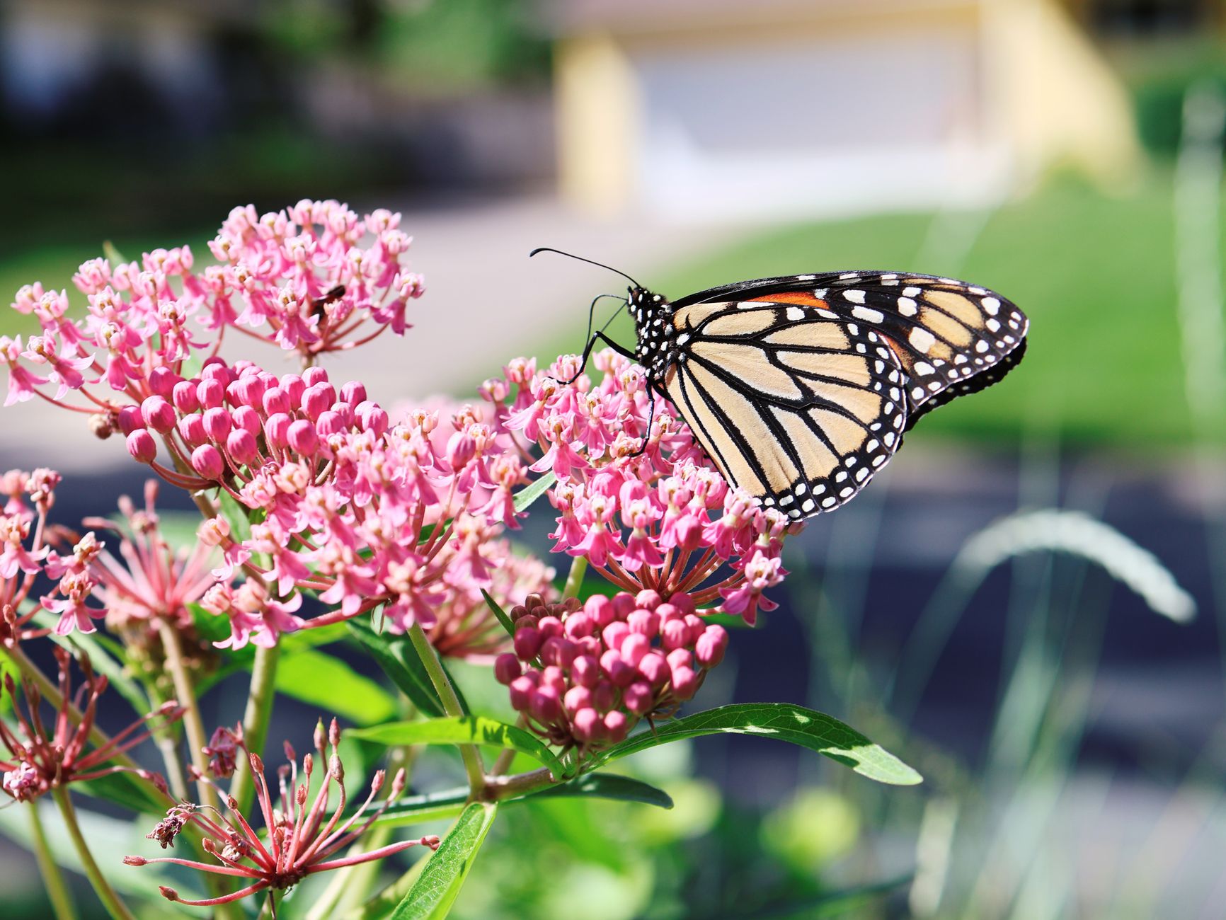 An orange monarch butterfly resting on pink milkweed blossoms in a sunlit garden