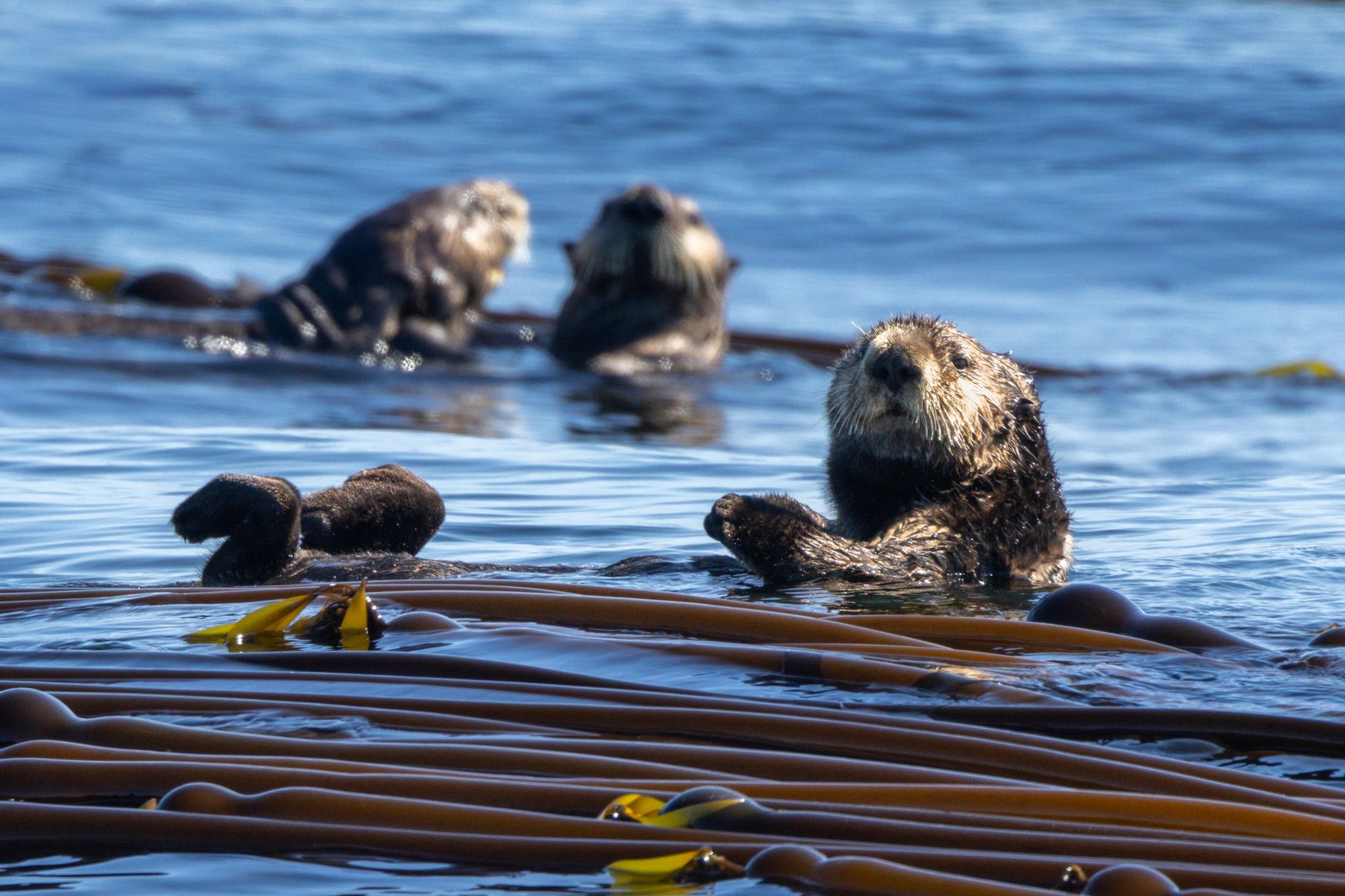 Rescued sea otter pups surrogate-reared by wild mothers help revive coastal kelp forests
