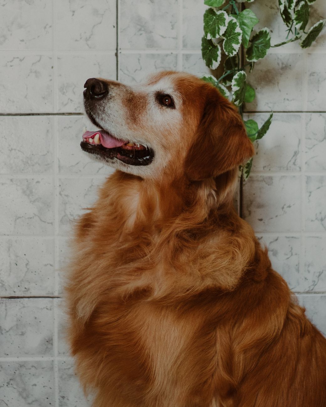 Senior dog adoption program provides loving hospice homes and companionship to older pets