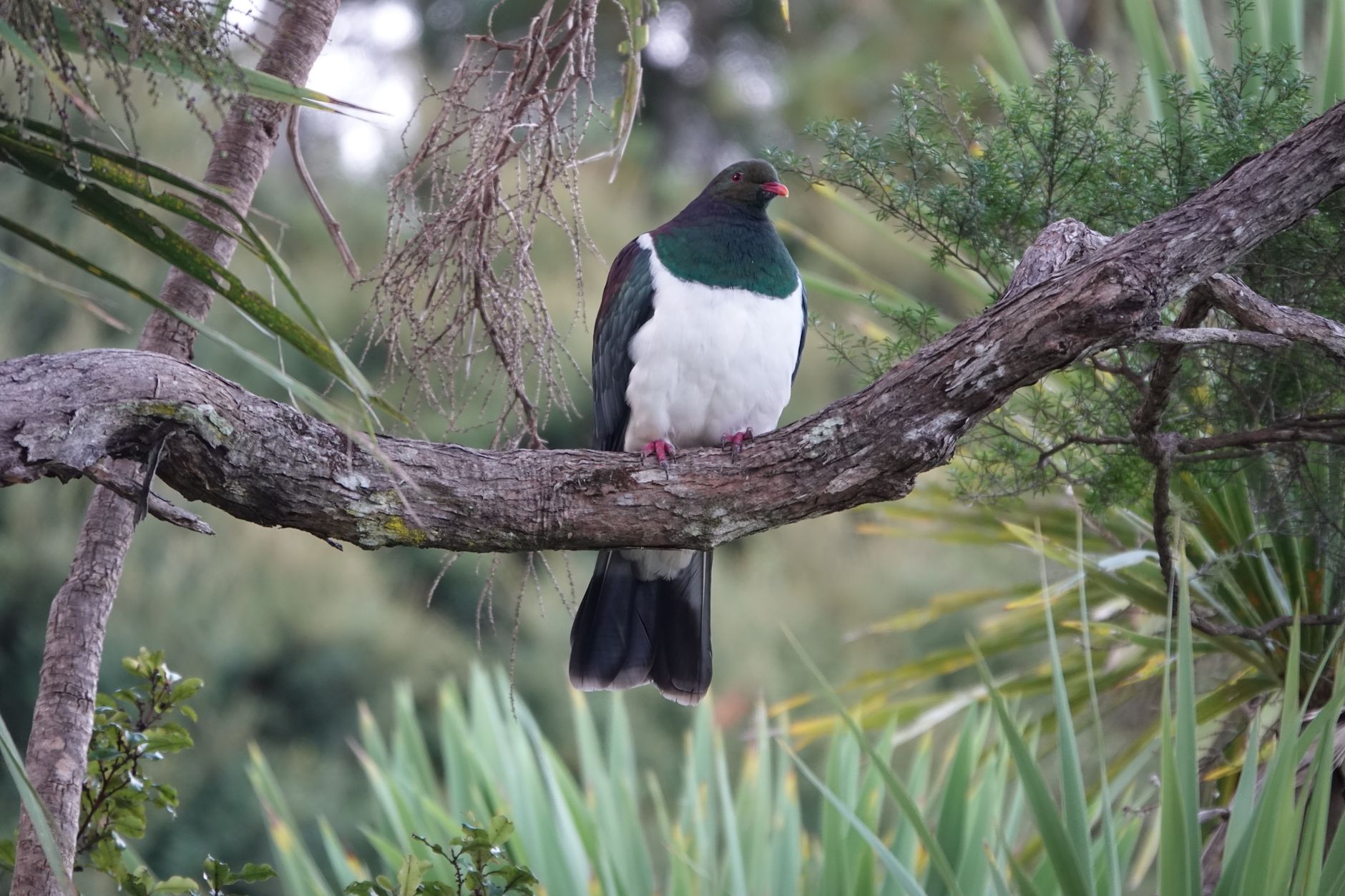 New Zealand native wood pigeon rebounds following nationwide predator-free initiative