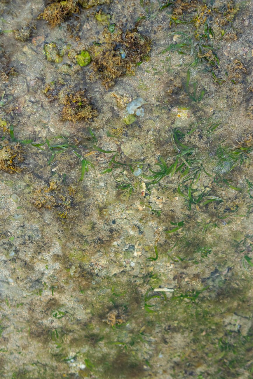 Coastal volunteers hand-plant million seagrass seeds to restore underwater carbon sinks