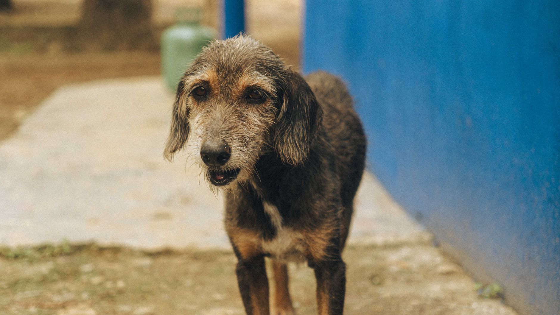 A smiling scruffy terrier dog enjoying the outdoors