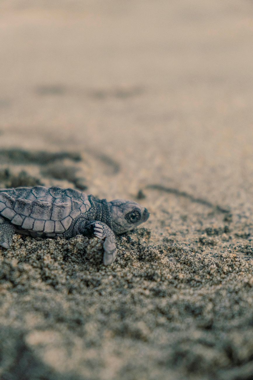 A tiny loggerhead sea turtle hatchling making its way across golden sand into the ocean waves