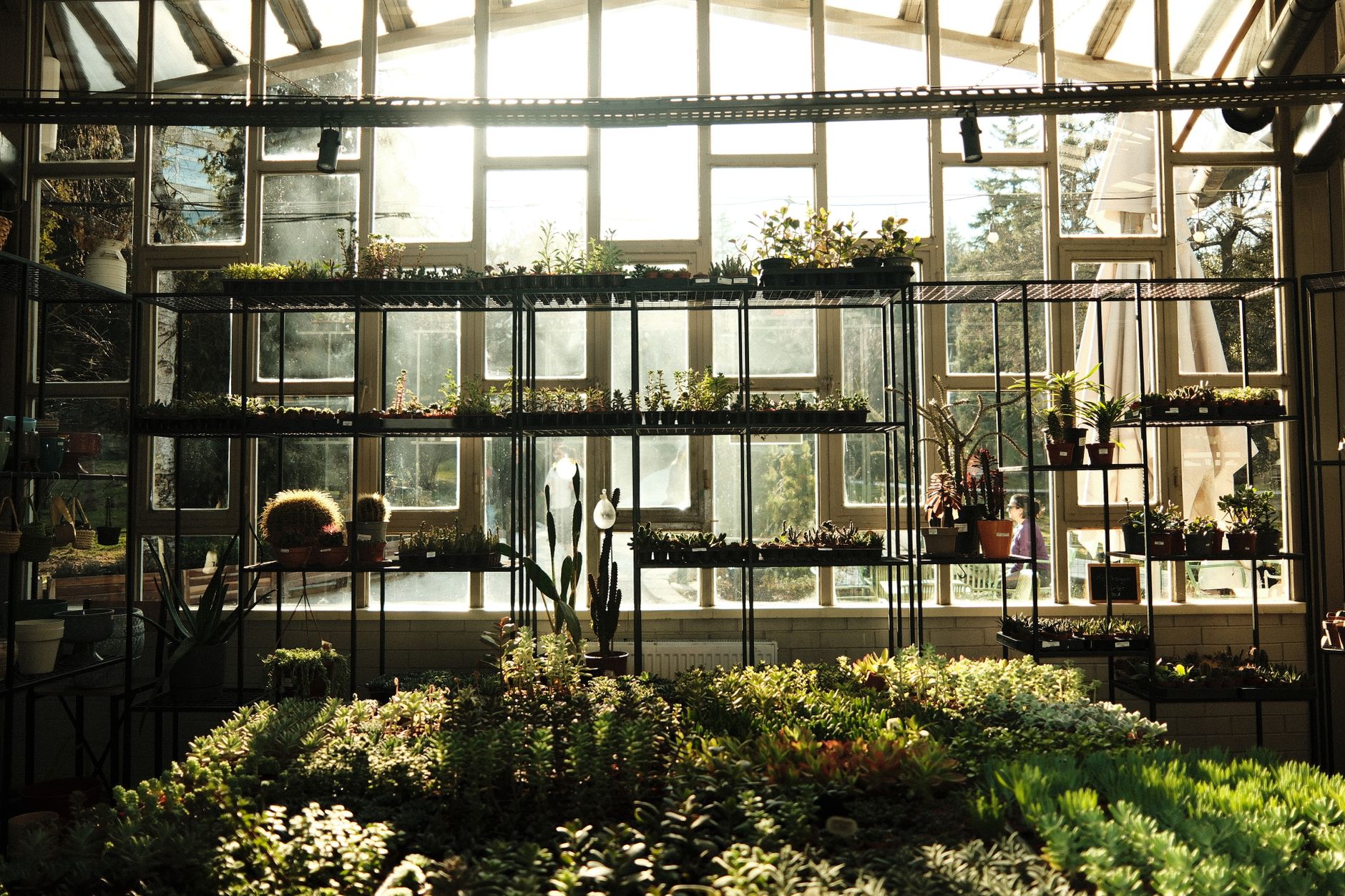 Inside of a sunlit greenhouse filled with rows of vibrant green lettuce and spinach