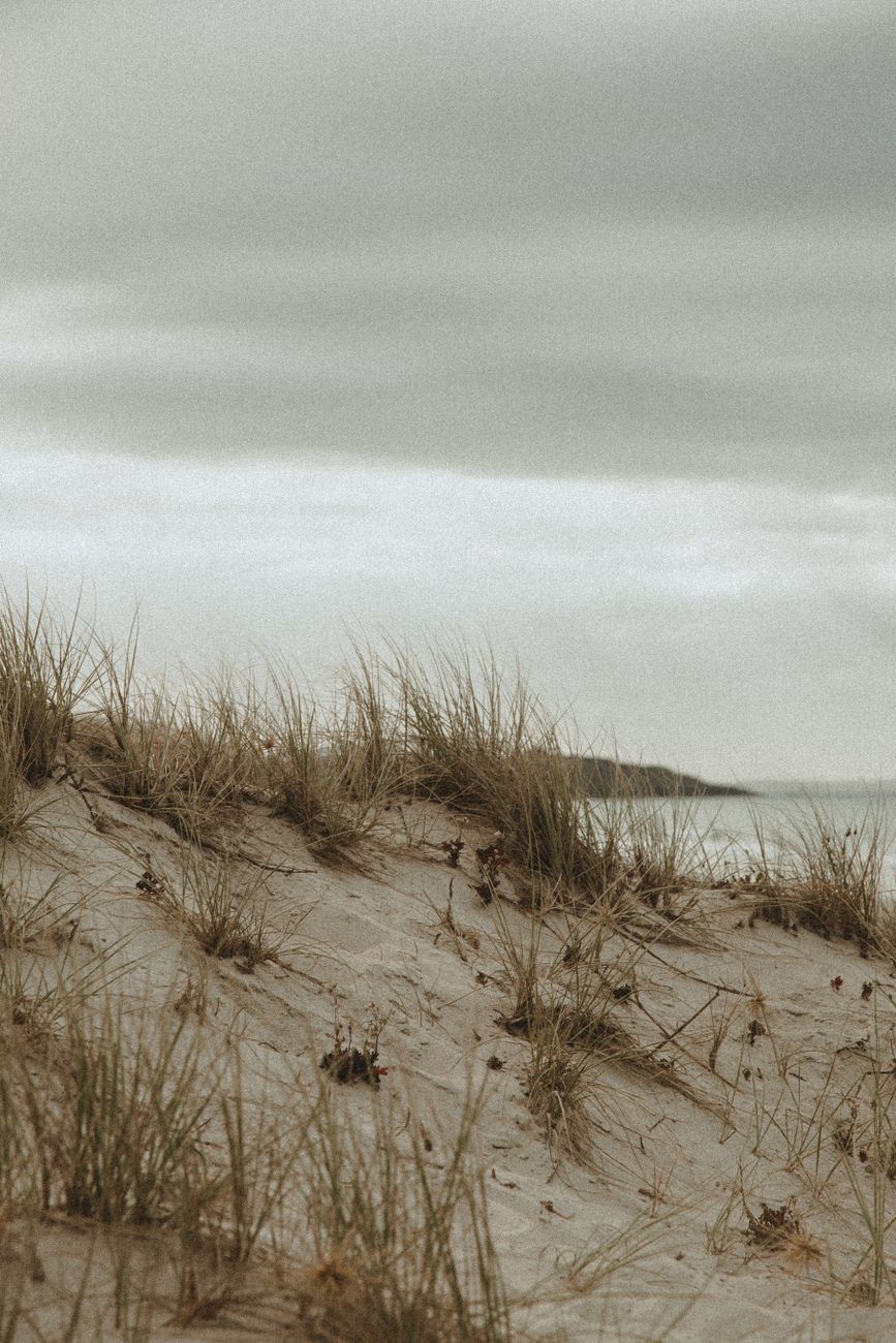 Coastal volunteers plant native marram grasses to reinforce ocean barrier sand dunes
