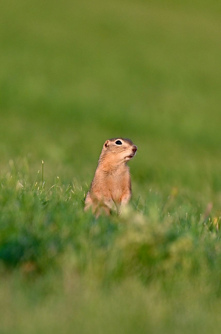 Native black-footed ferret kits thrive across protected Western prairie dog reserves