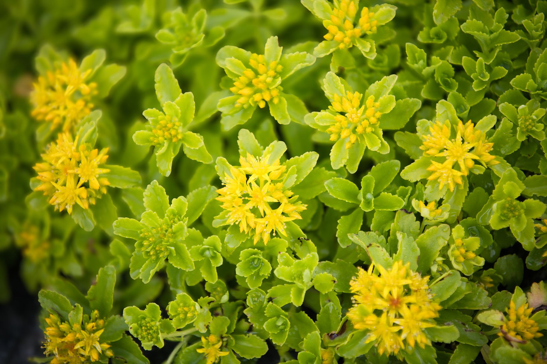 City transit shelters sprout living sedum roofs to feed foraging urban bumblebees