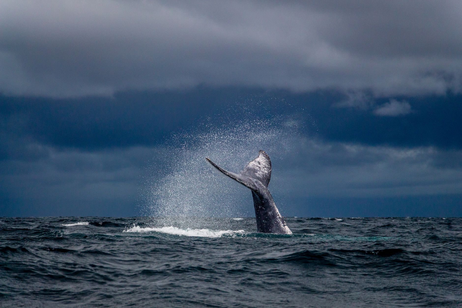 A humpback whale leaping out of the ocean with spray flying in the sunlight