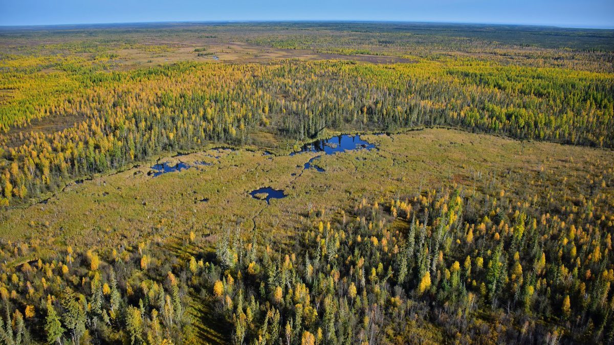 The world’s largest beaver dam, in Wood Buffalo National Park. extends for 2,790 feet.