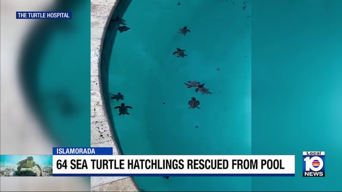 64 baby sea turtles rescued from Islamorada pool, released into ocean