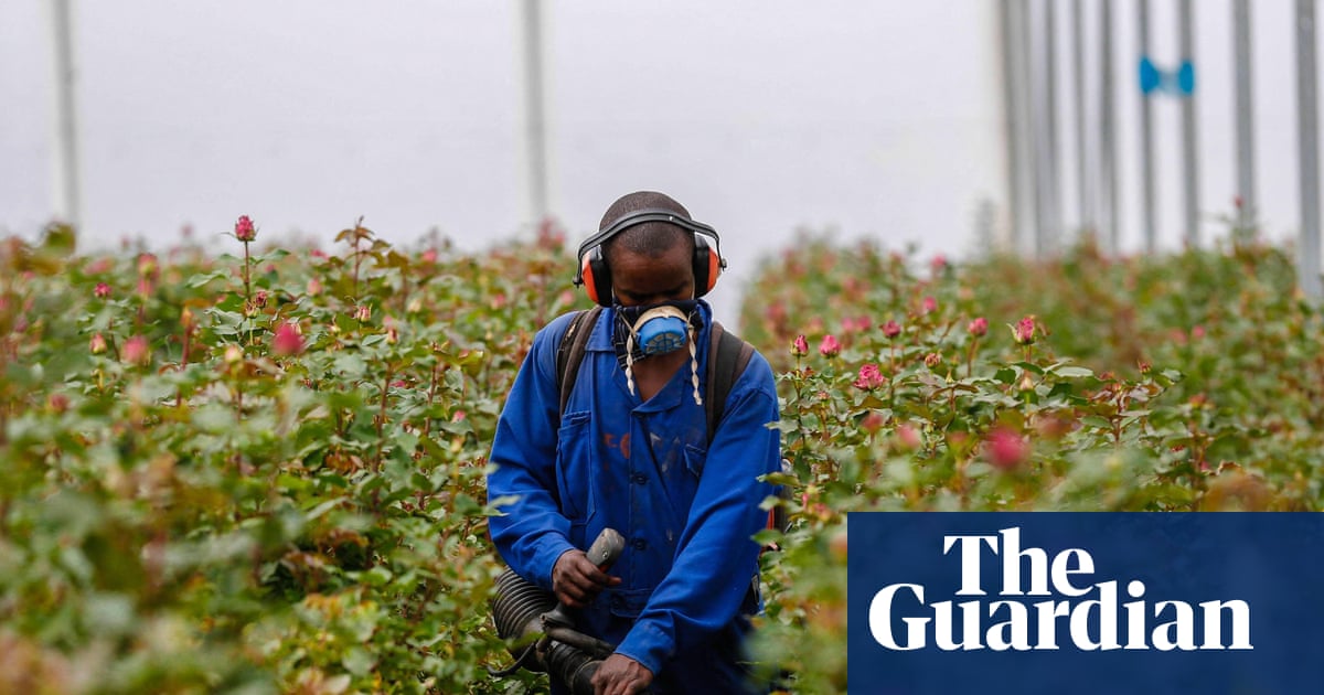 a Kenyan farm worker sprays flowers with pesticides