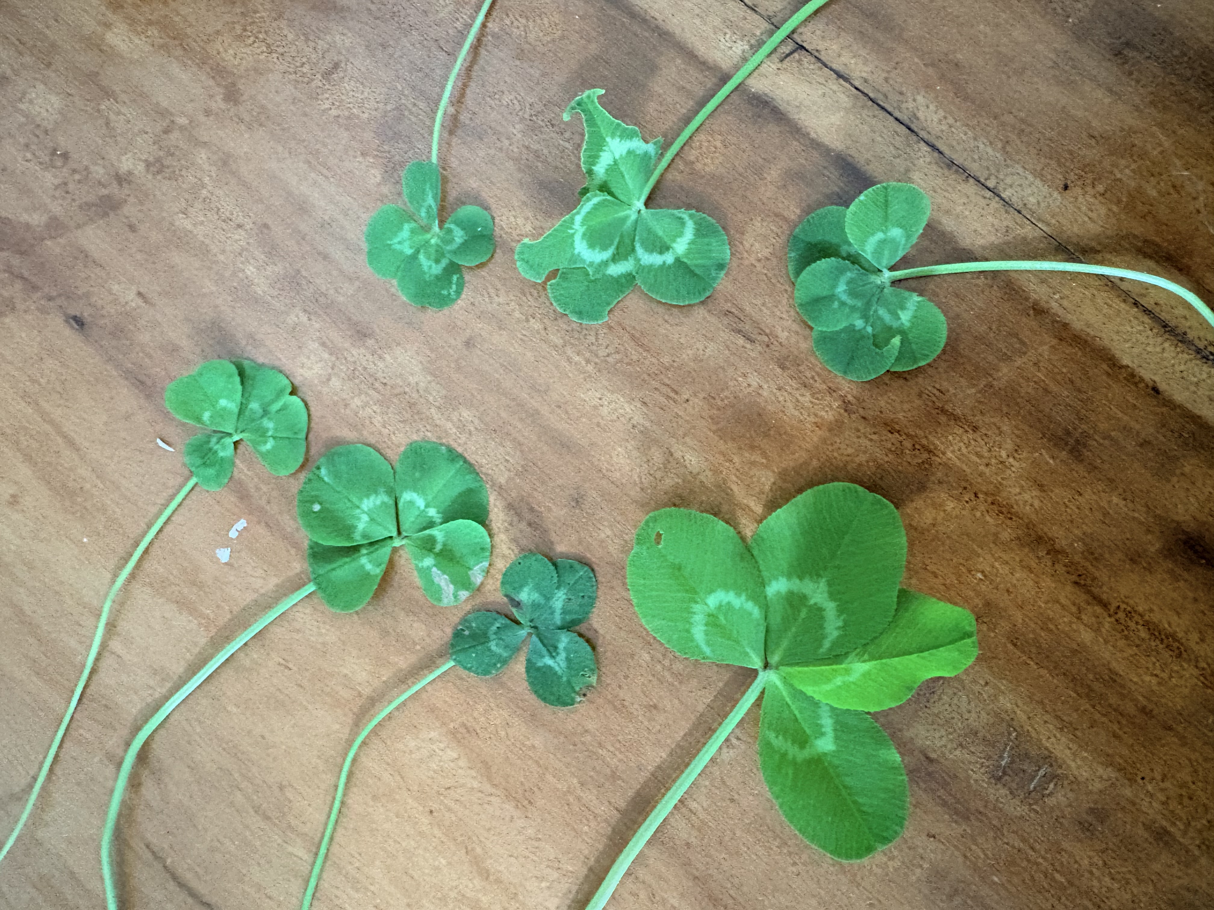 A hand holds several clovers with extra leaflets.
