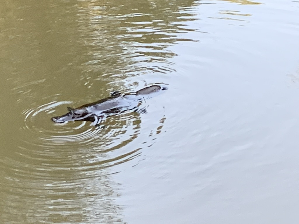 A platypus swims across still water.
